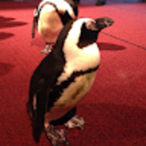 Meet your Posher, Kristen